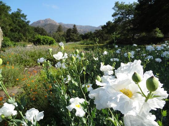 Santa Barbara Botanical Gardens