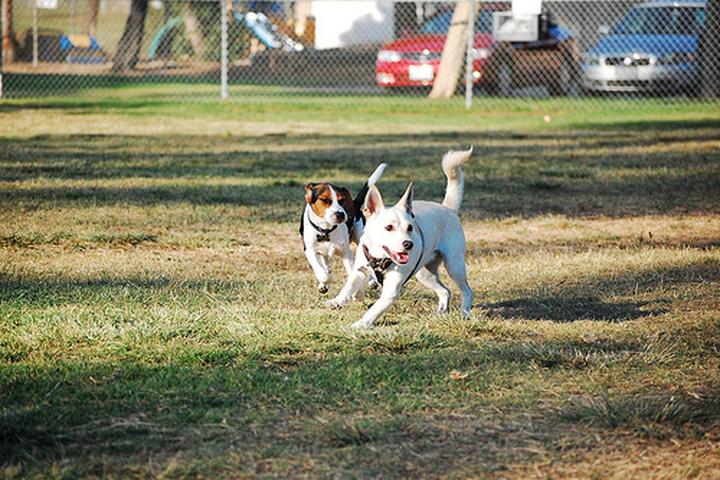 Pet Friendly Kearny Mesa Leash-Free Dog Park