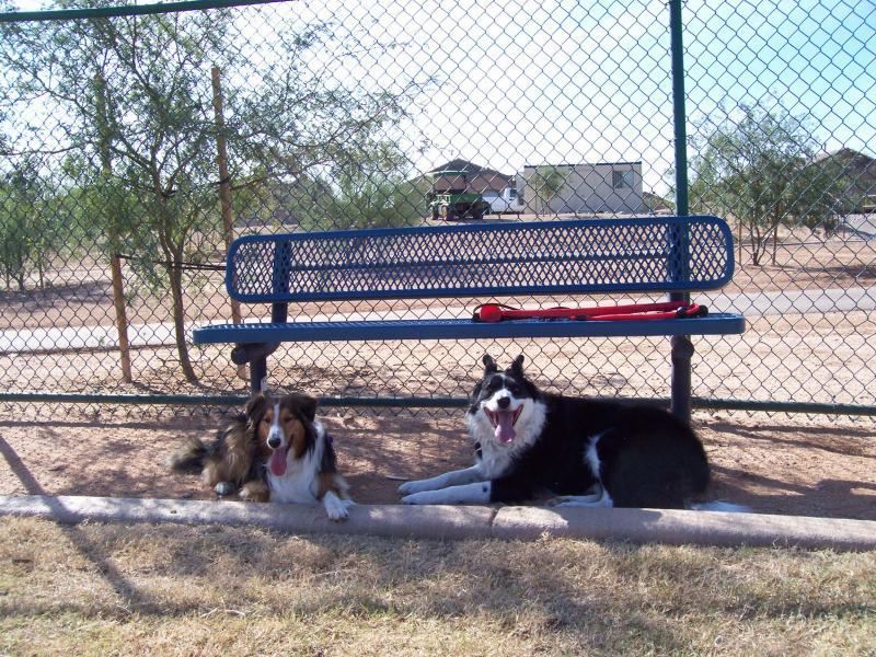 Pet Friendly Dog Park at Star Valley Park