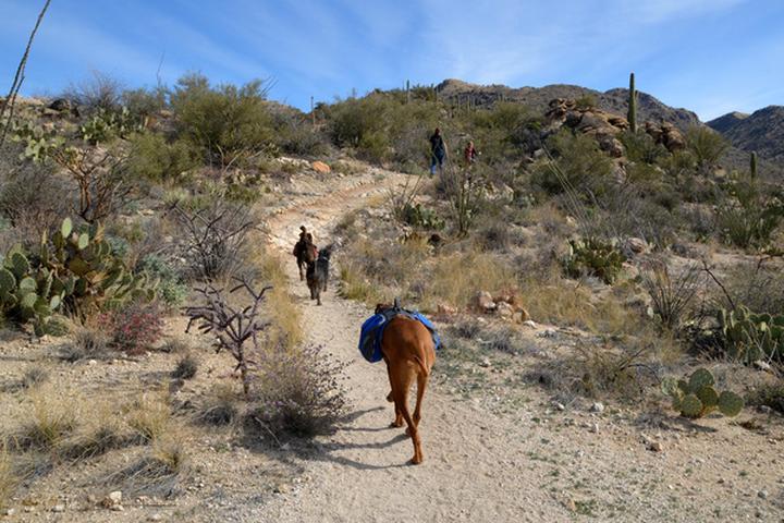 Pet Friendly Agua Caliente Hill South Trailhead