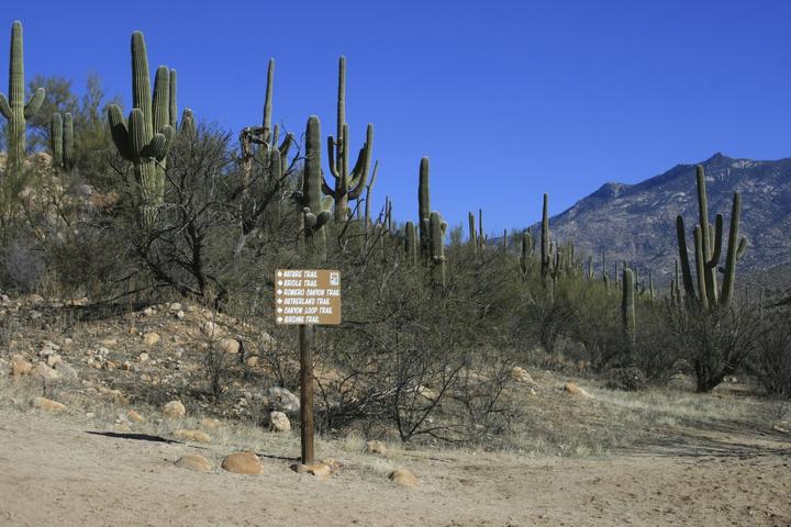 Pet Friendly Catalina State Park
