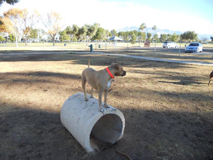 Pet Friendly Dog Park at Jacobs Park