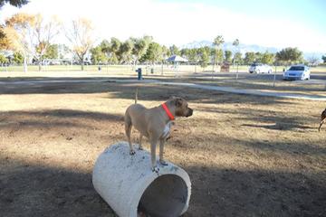 Pet Friendly Dog Park at Jacobs Park