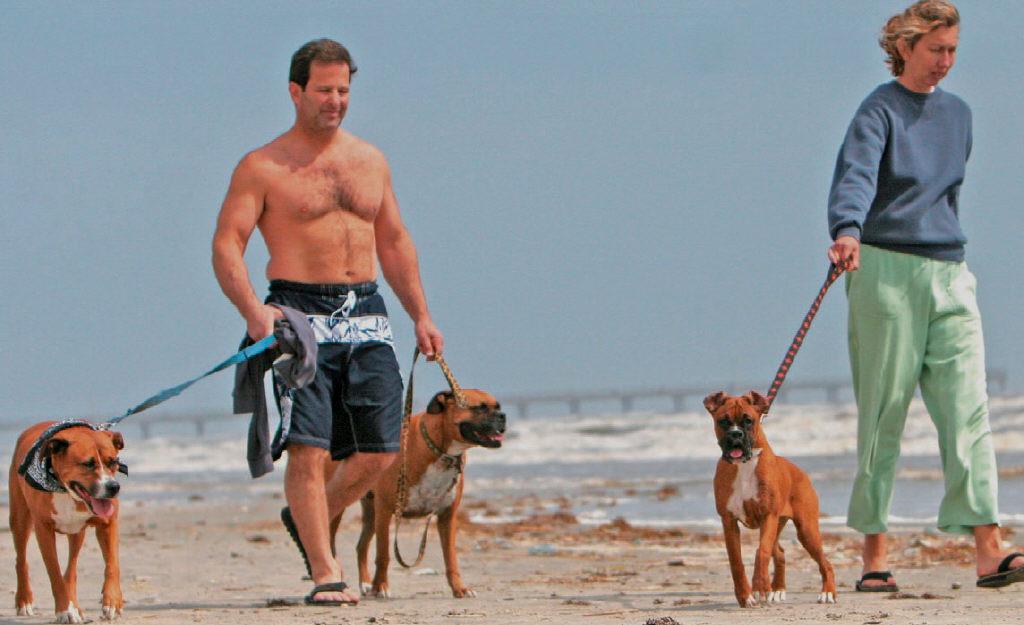 are dogs allowed on beaches in texas