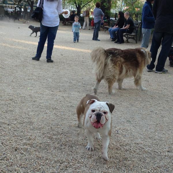 Pet Friendly Dog Run at Union Square Park