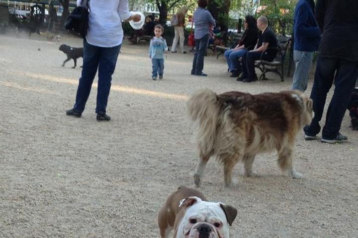 Pet Friendly Dog Run at Union Square Park