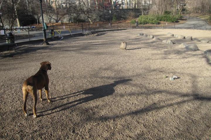 Pet Friendly Dog Runs at Carl Schurz Park