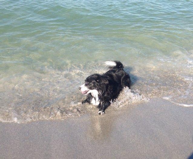 Dog Friendly Siesta Key Fl Bringfido