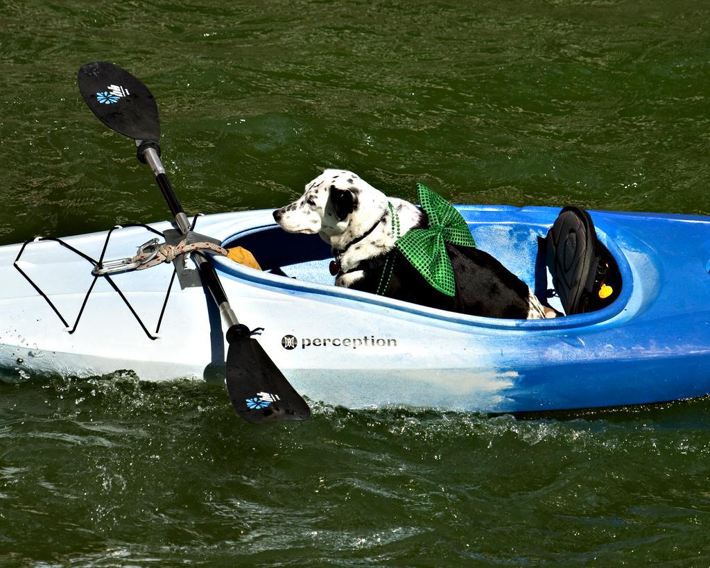 Pet Friendly Kayak Chicago