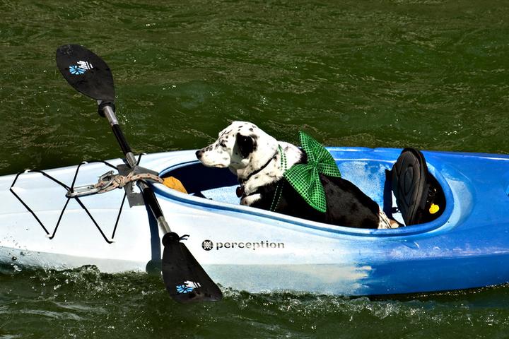 Pet Friendly Kayak Chicago