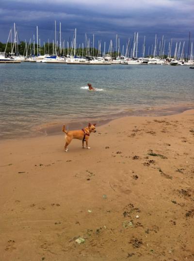 Belmont Harbor Dog Beach: A Complete Guide for Pet Lovers