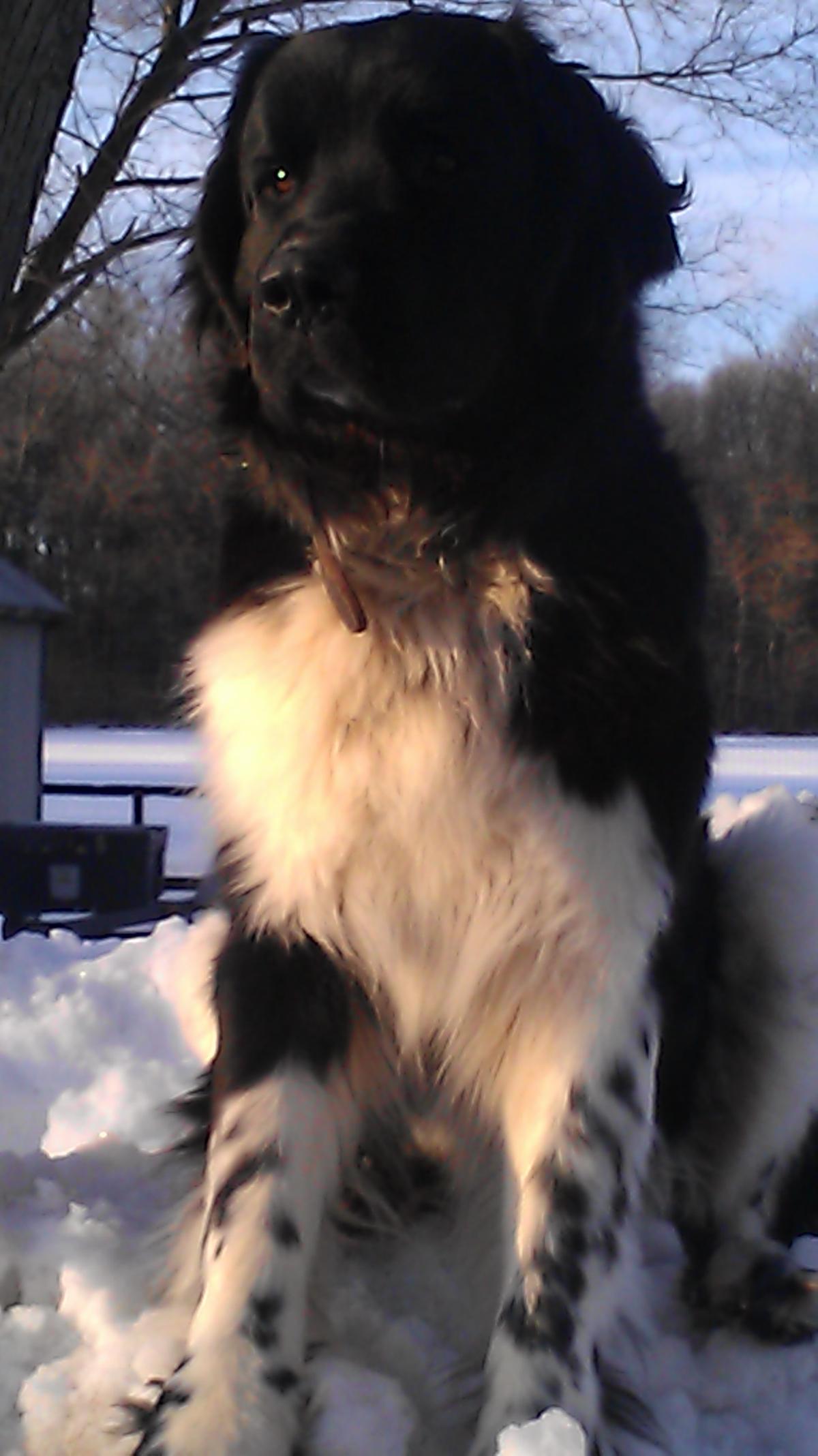 king of the hill