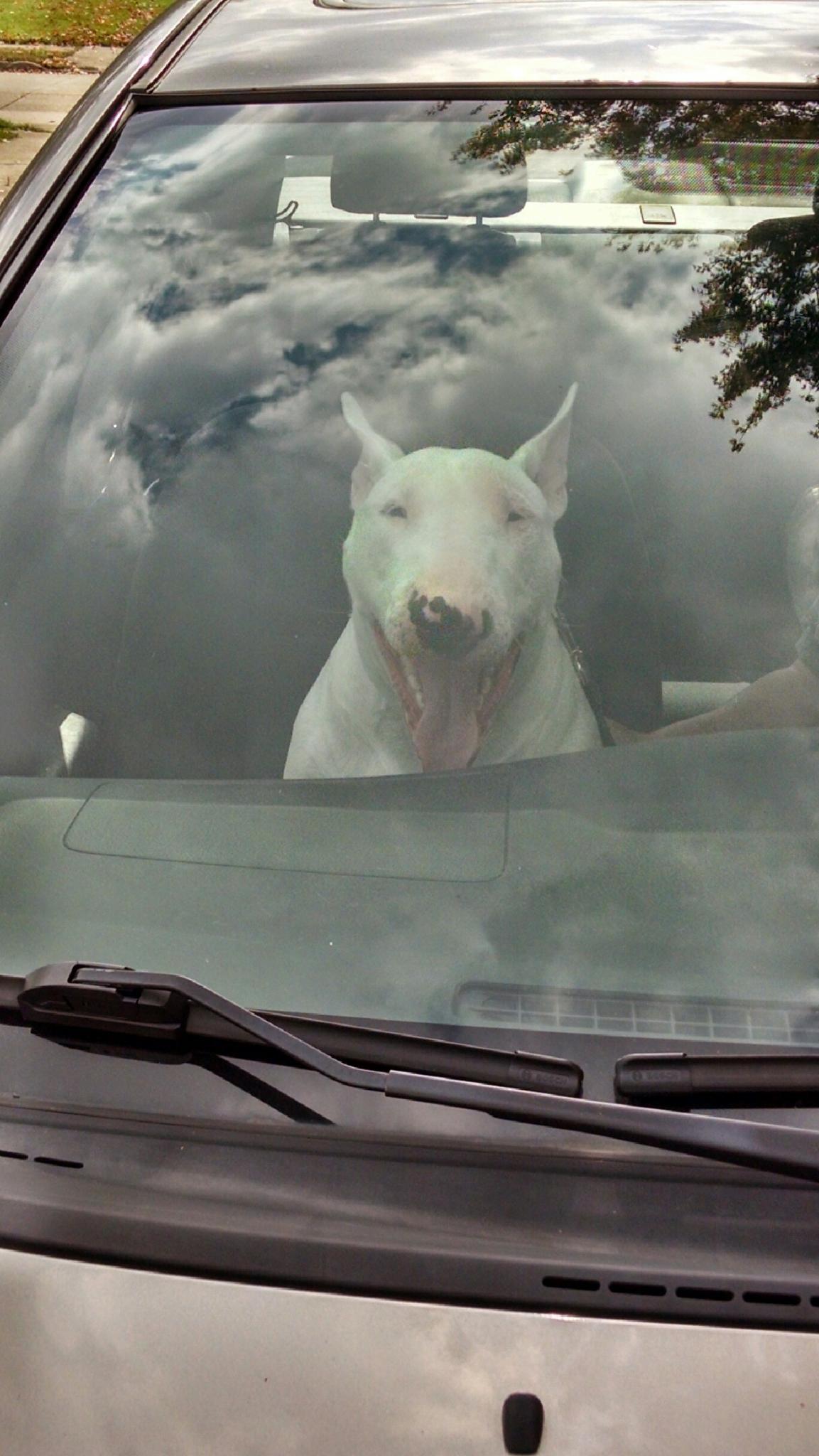 Dog Friendly Akron, OH Bring Fido