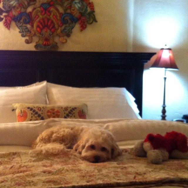 Dog Friendly Half Moon Bay, CA