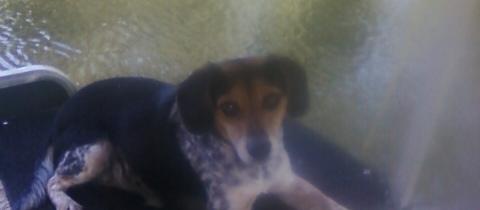 Dog Friendly Cullman, AL