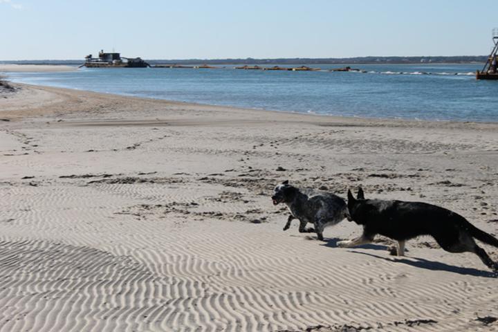 Pet Friendly Topsail Island