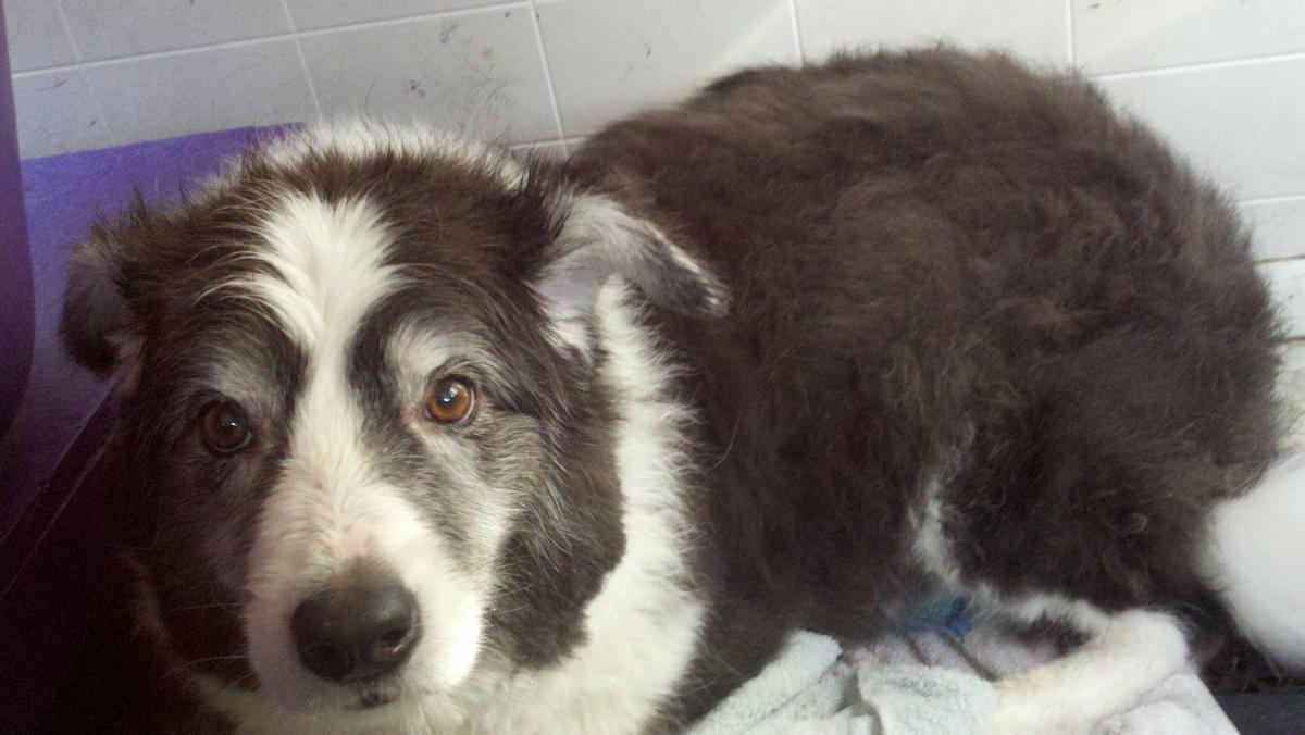 classy dogs mobile grooming