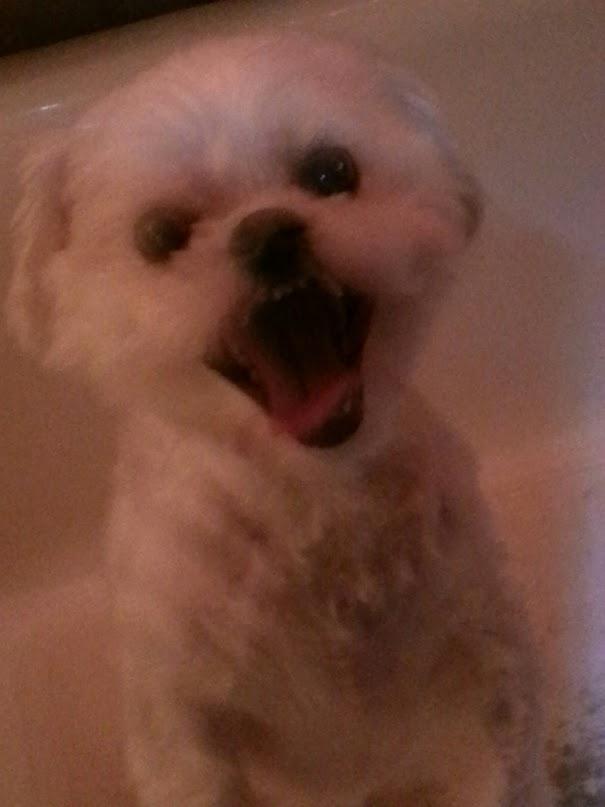 classy dogs mobile grooming