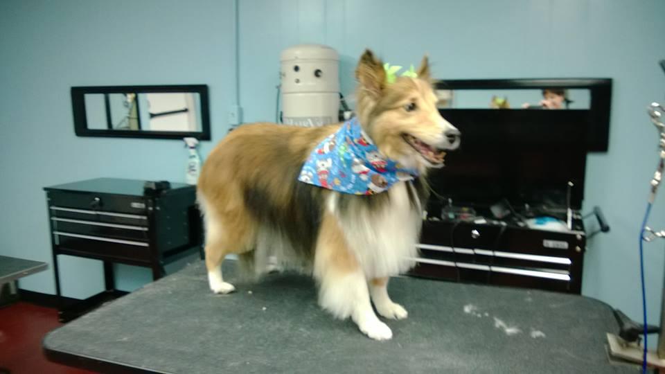 Pet Friendly Mount Ruffmore Doggy Salon