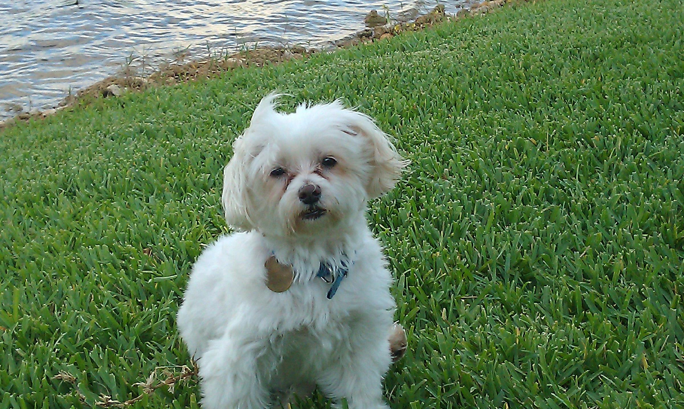 Dog Friendly Weston Fl Bring Fido