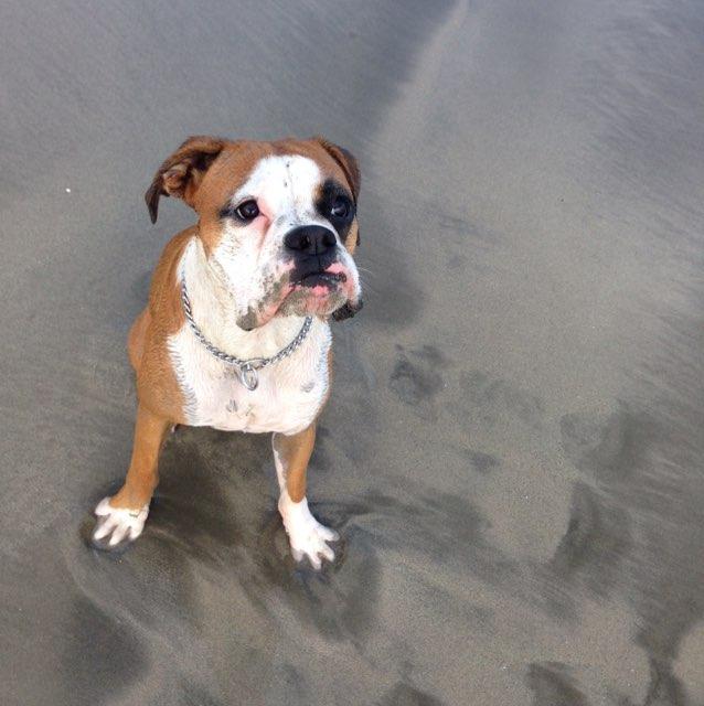 Dog Friendly Beaches In Pismo Beach Ca Bringfido