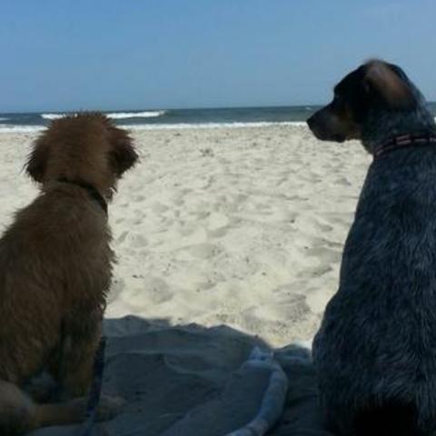 Island Breeze Motel Pet Policy Island Breeze Motel Pet Policy