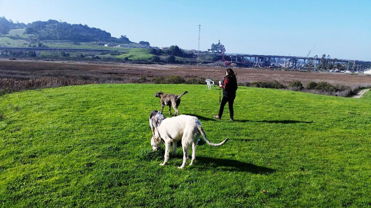 cockapoo short haircut