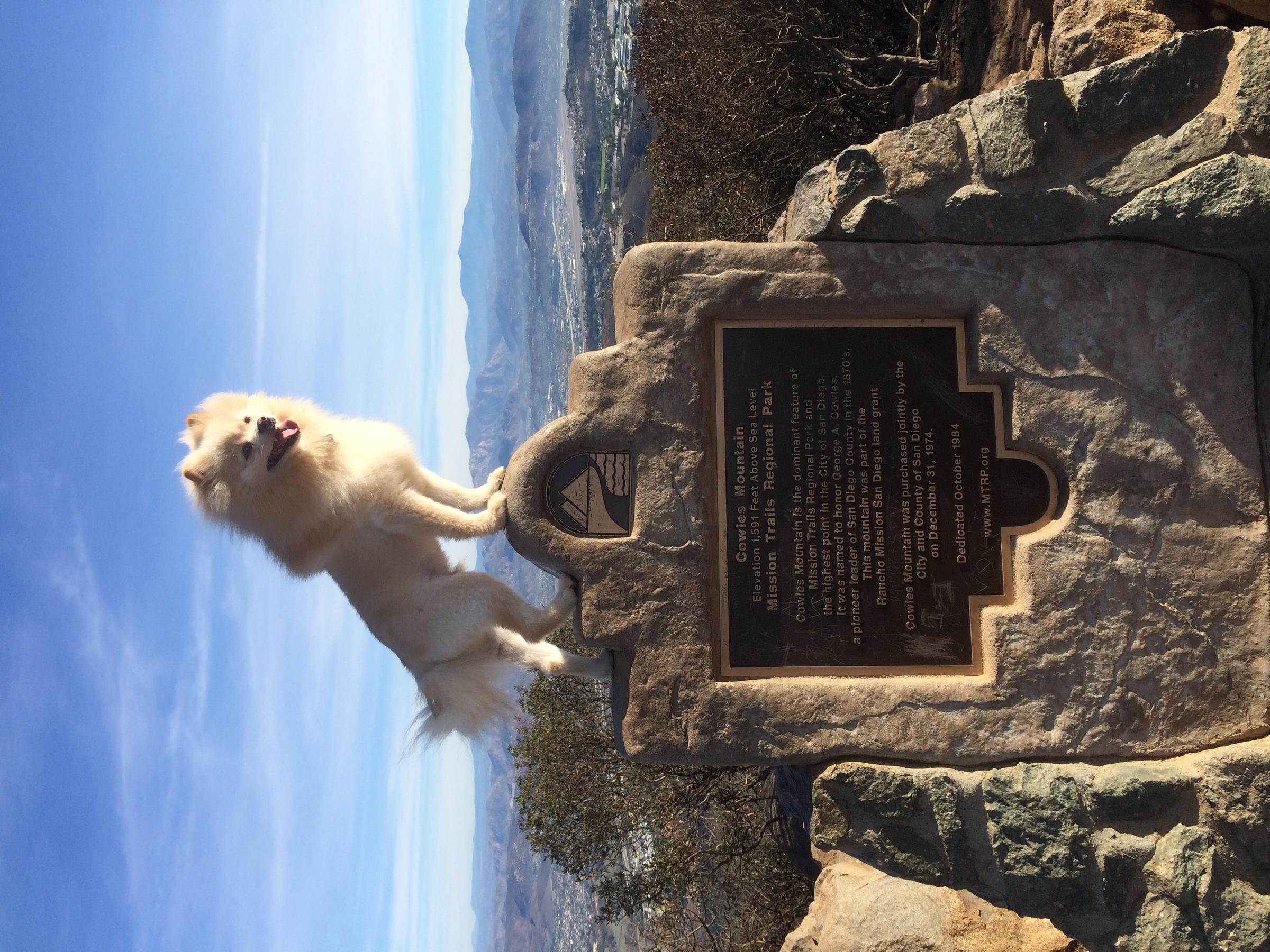 are dogs allowed at cowles mountain