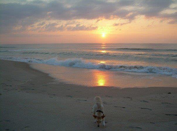 Pet Friendly Beach Buddies Dog Walking and Pet Sitting