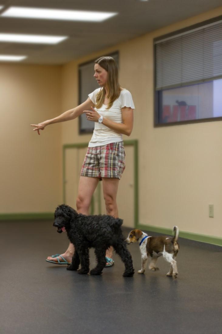 Louisville  Zoom Room Dog Training