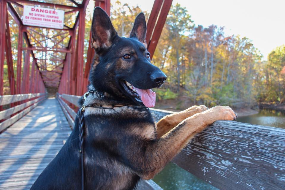 Scenic city k9 sales training