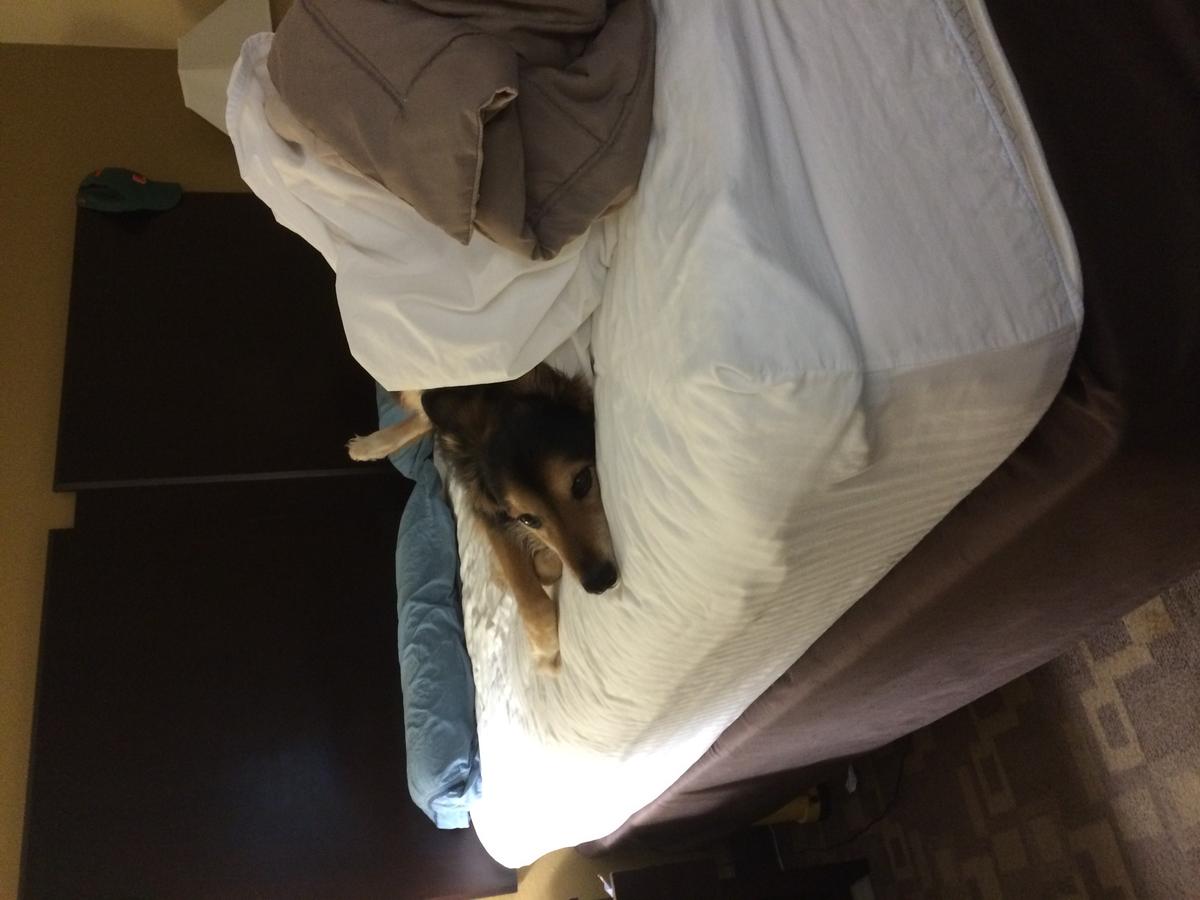 Dog Friendly Asheboro, NC