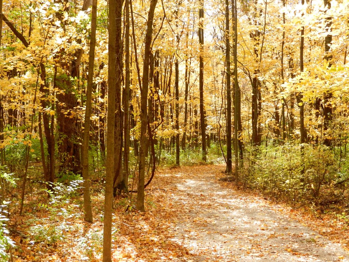 Gallant Woods Preserve