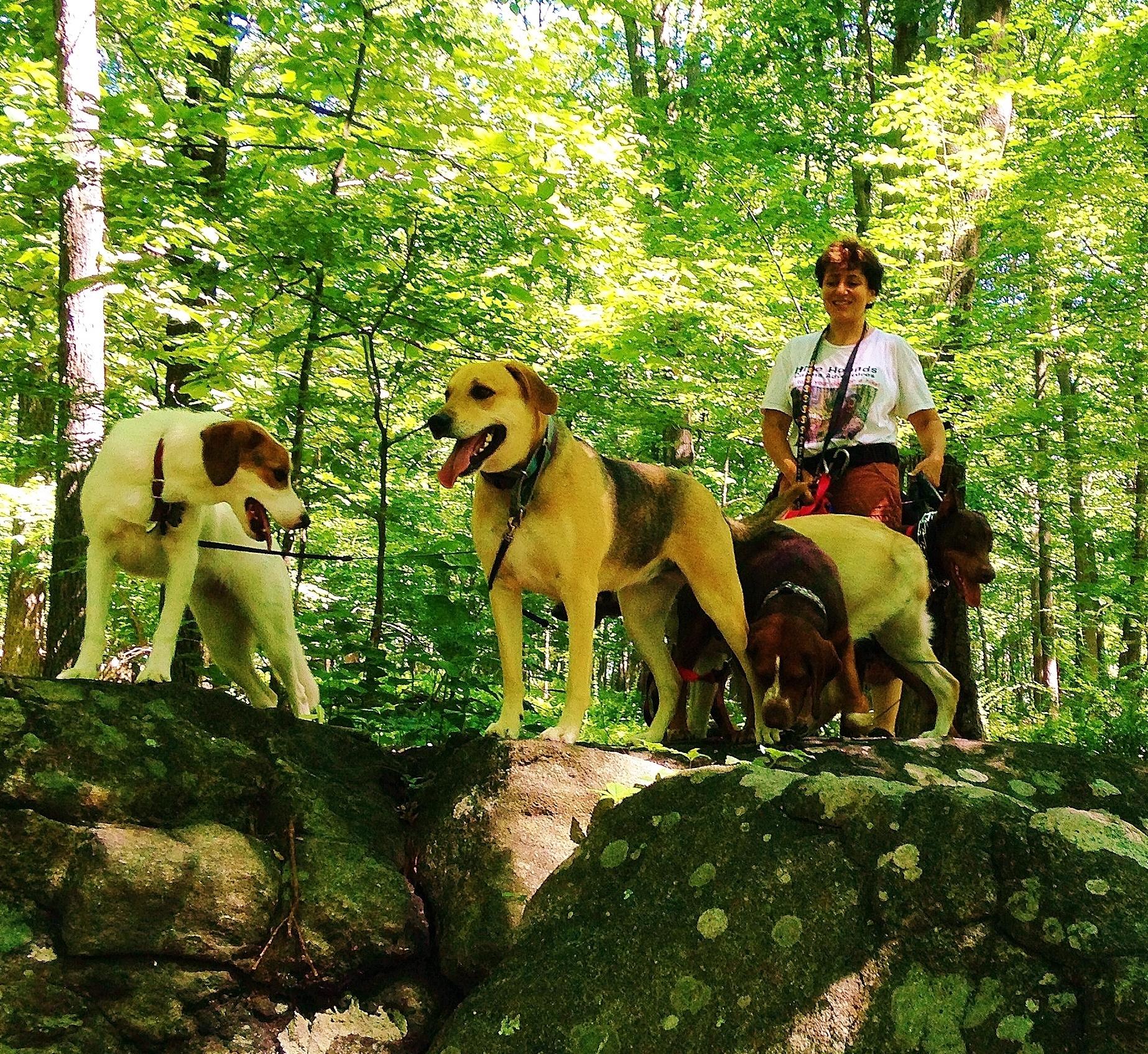 Pet Friendly Hike Hounds Canine Adventures
