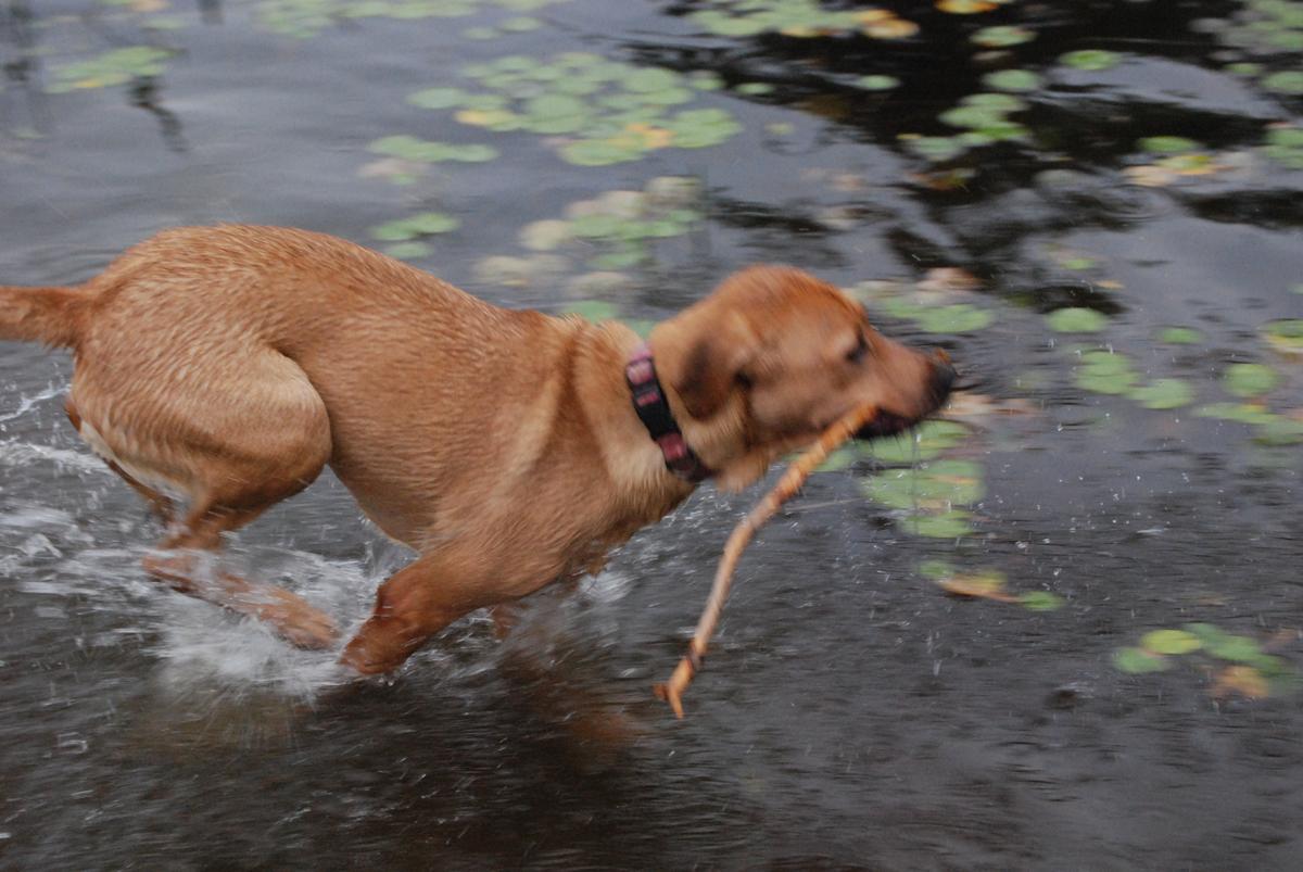 Dog Friendly Thurman Pond, NY - BringFido