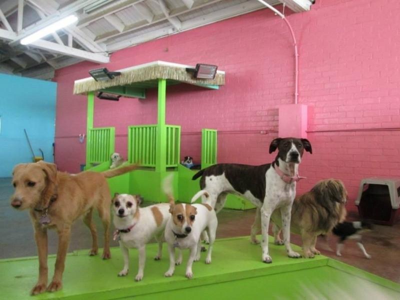 Pet Friendly Club Fido Dog Daycare & Boarding