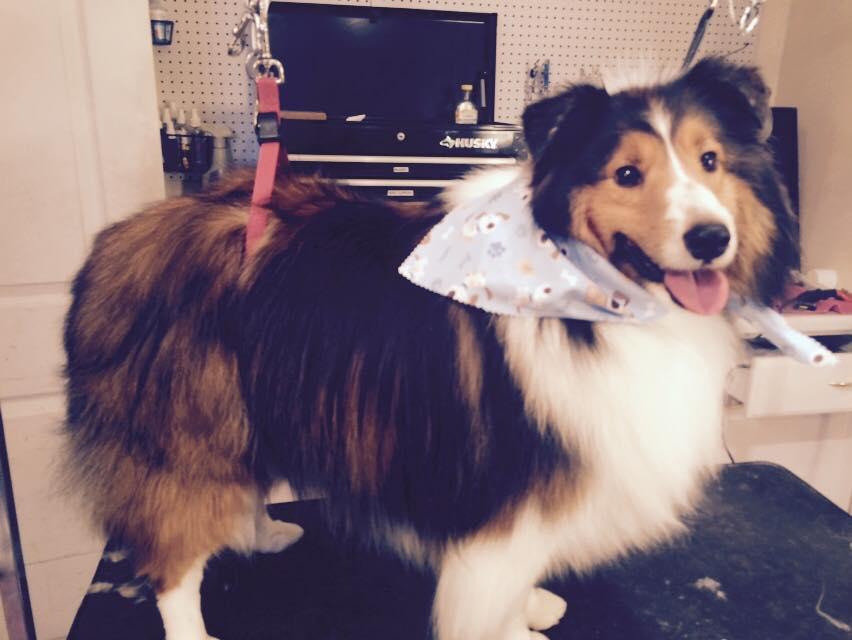 the good dog shoppe