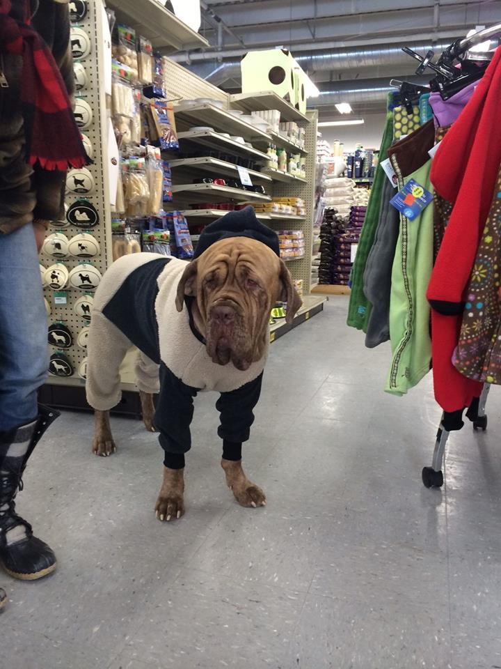 dog food warehouse near me