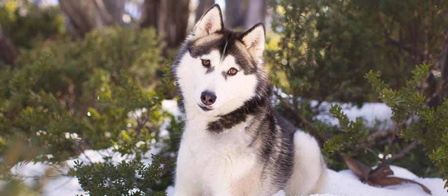 Akemi Photography ~ Melbourne's Pet Photographer Akemi Photography ~ Melbourne's Pet Photographer