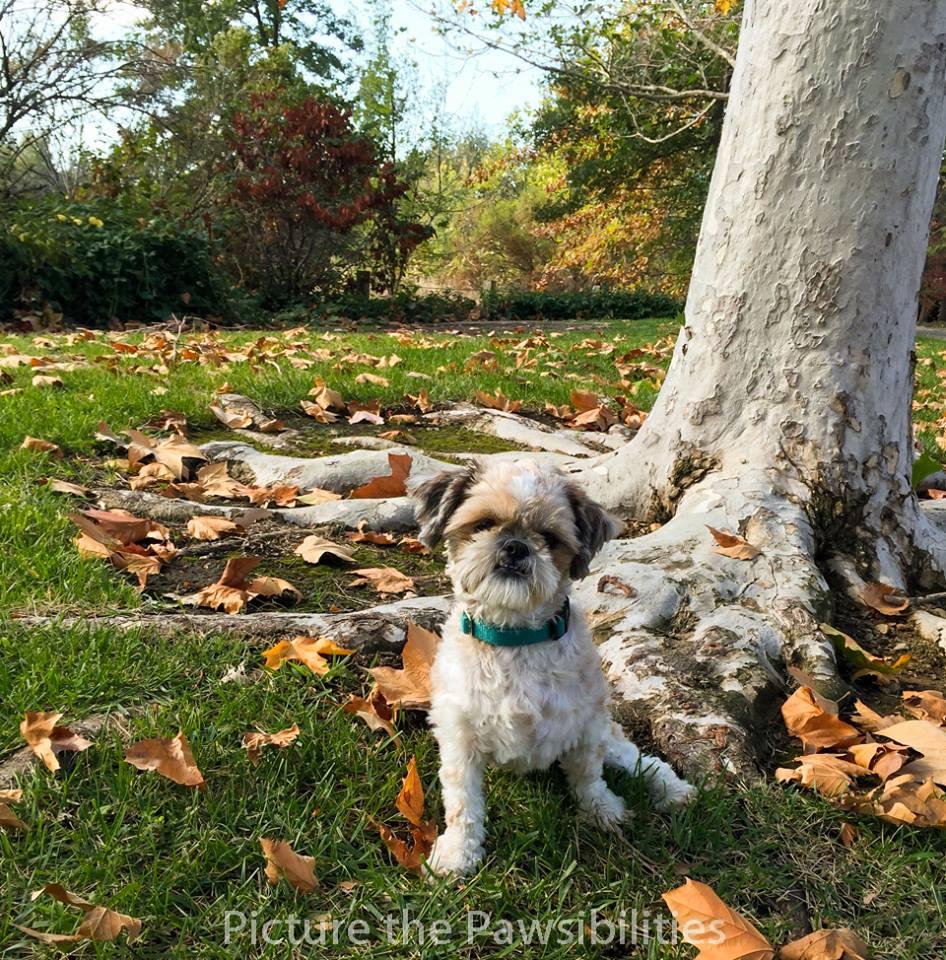 Pet Friendly Picture the Pawsibilities Pet Photography