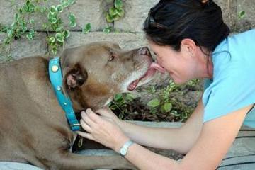 Top Pet Sitters Dog Walkers Worldwide Bringfido