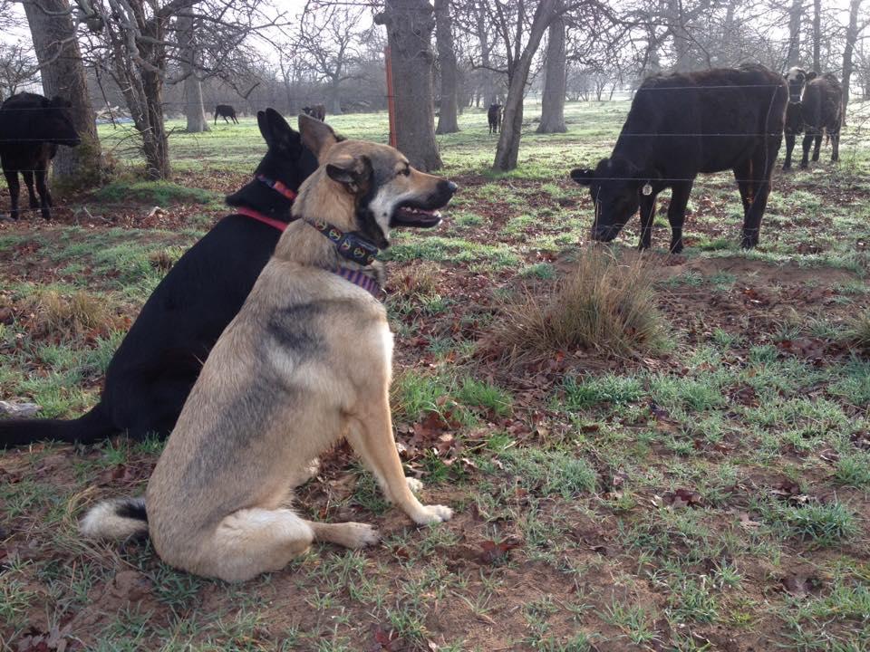 On the sale ball k9 training