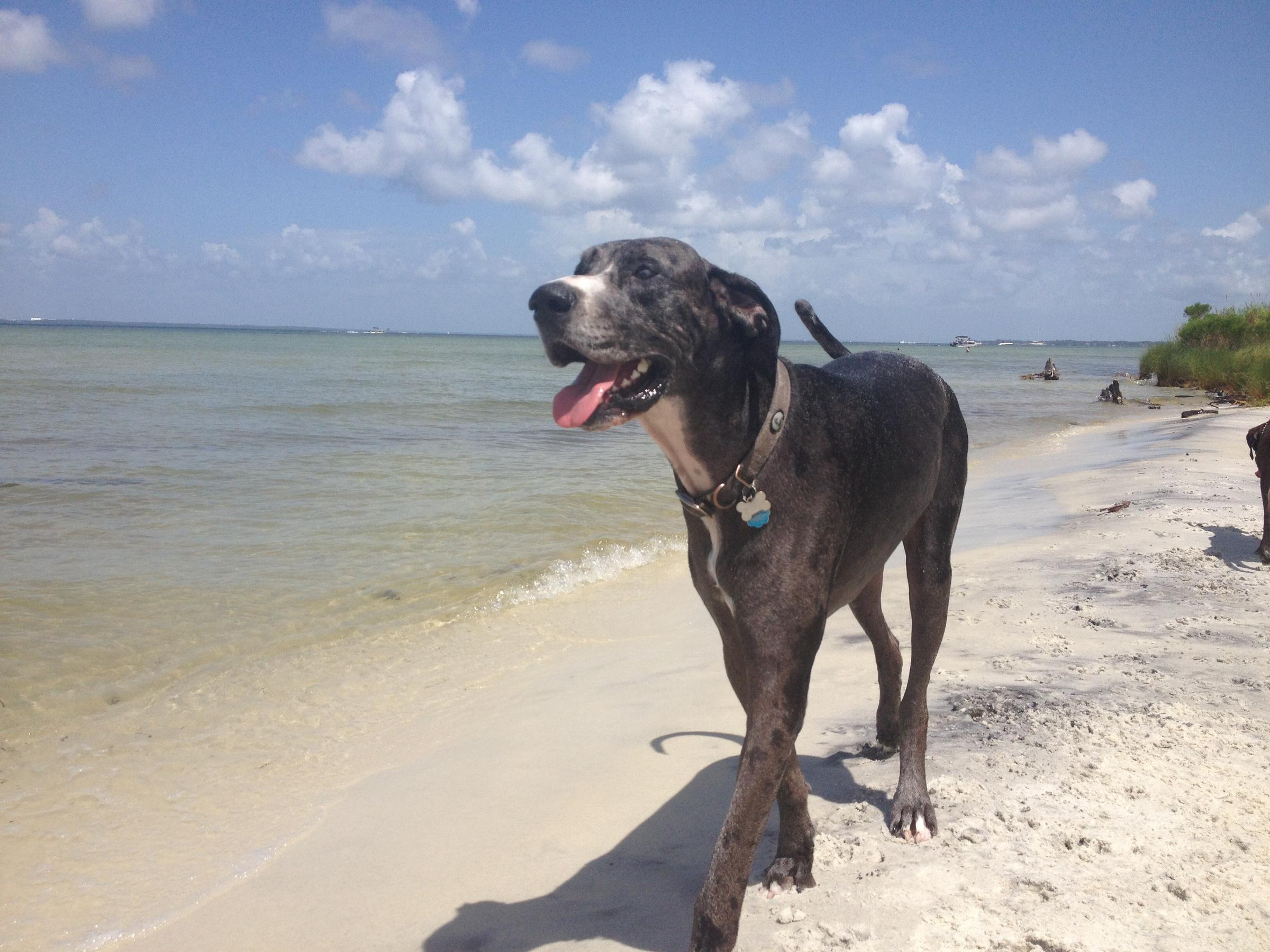 Dog Friendly Okaloosa Island Fl Bring Fido