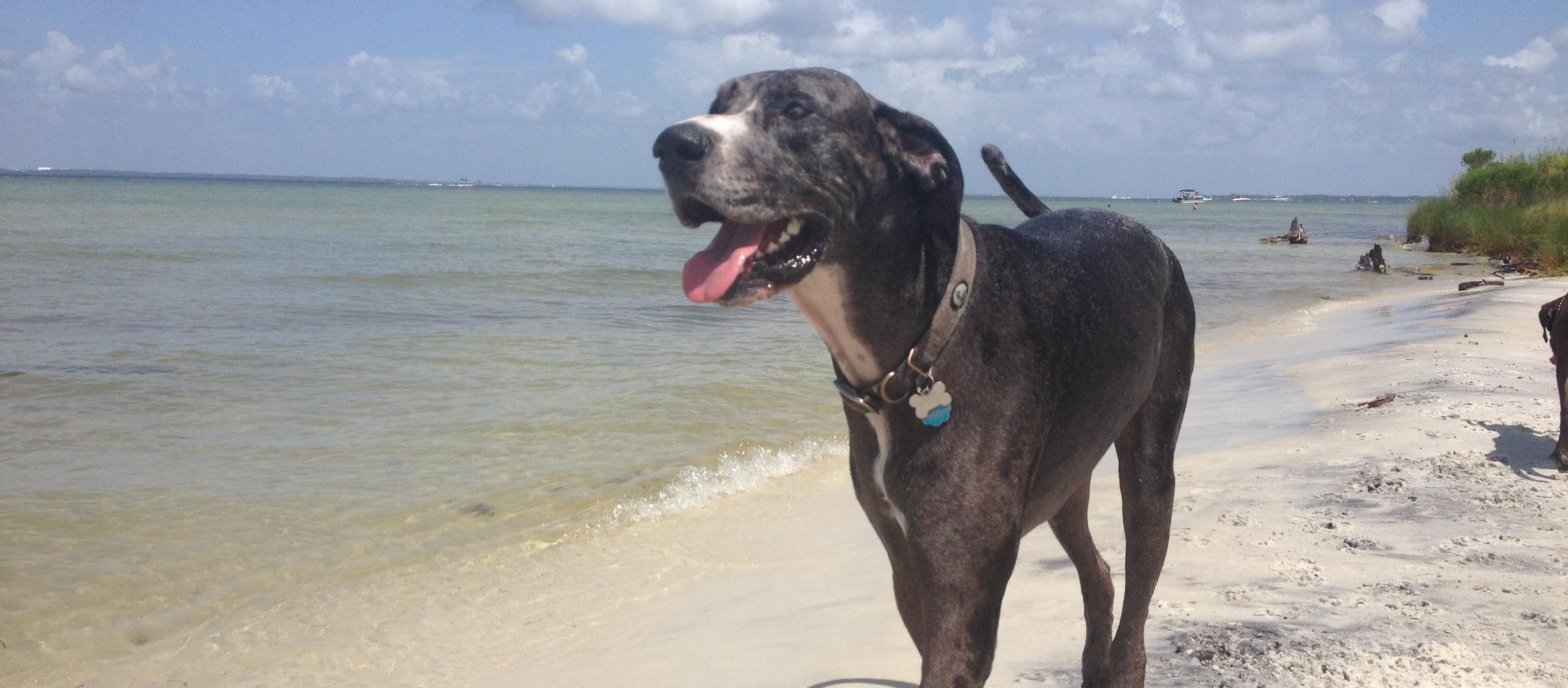 Dog Friendly Okaloosa Island, FL