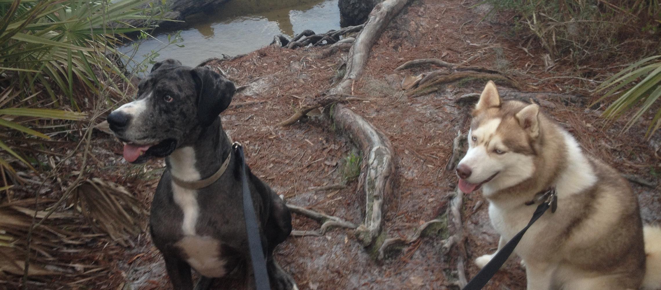 Dog Friendly Niceville, FL