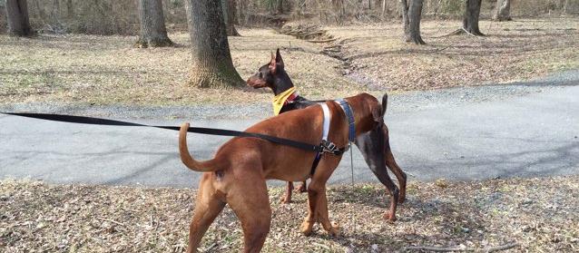 Plenty of room to play fetch, run around in the "wilderness" for large energetic breeds! Plenty of room to play fetch, run around in the "wilderness" for large energetic breeds!