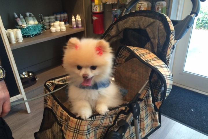 Pet Friendly Chewy Chic Dog Grooming