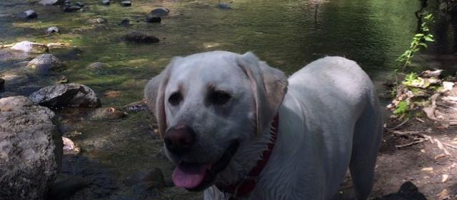 Dog Friendly Sunol, CA
