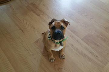 Directory Of Dog Trainers In Florida Bringfido