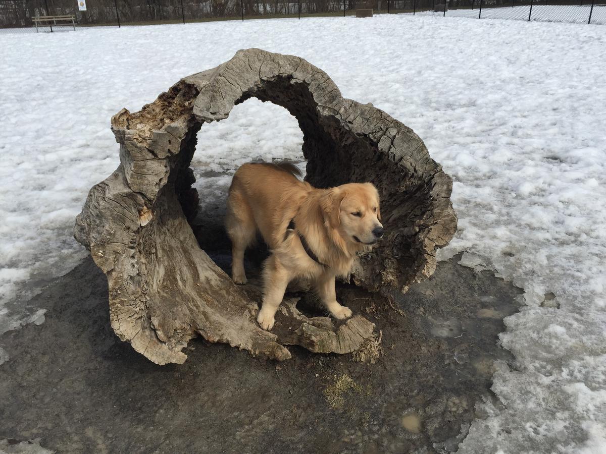 Greece Canal Dog Park